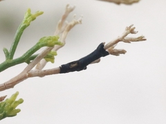 Asteromyia gutierreziae