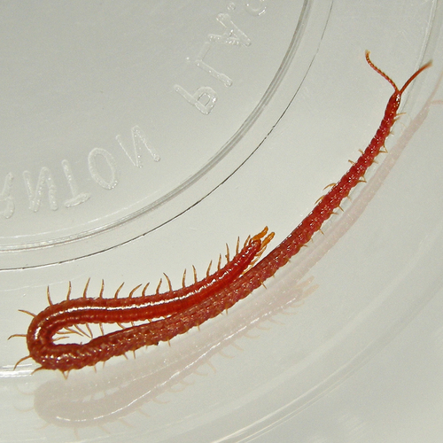 Strigamia bothriopus