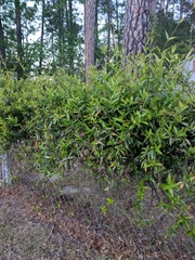 Forsythia × intermedia