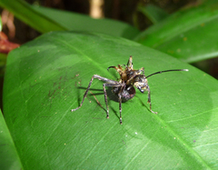 Polyrhachis ypsilon