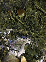 Caecilia subnigricans