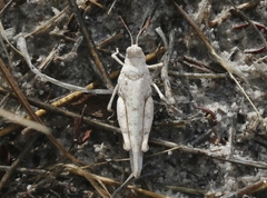 Cibolacris samalayucae