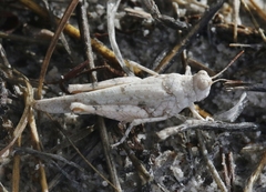 Cibolacris samalayucae