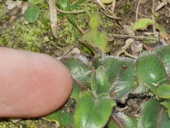 Plantago raoulii
