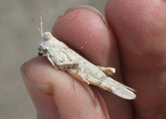 Cibolacris samalayucae