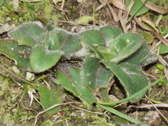 Plantago raoulii