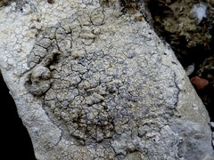 Pyrenodesmia chalybaea