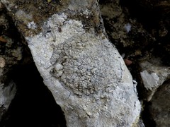 Pyrenodesmia chalybaea