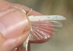 Cibolacris samalayucae