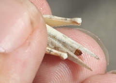 Cibolacris samalayucae