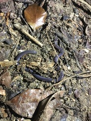 Caecilia subnigricans