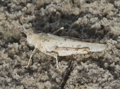 Cibolacris samalayucae