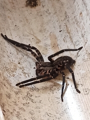 Cupiennius salei