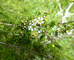 Astartea fascicularis