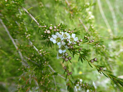 Astartea fascicularis