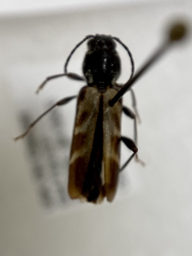 gallmaking maple borer