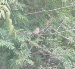 Spizella passerina