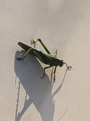 Tropidacris cristata grandis