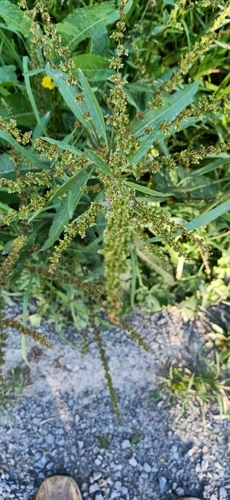 Rumex conglomeratus