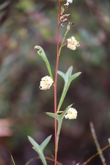 Grevillea synapheae synapheae