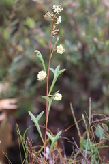Grevillea synapheae synapheae