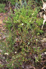 Grevillea synapheae synapheae
