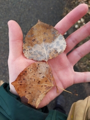 Populus tremuloides