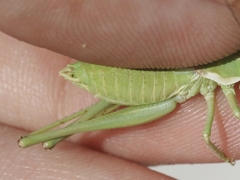 Eremopedes covilleae