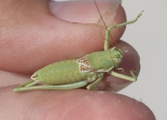 Eremopedes covilleae