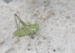 Eremopedes covilleae