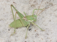 Eremopedes covilleae