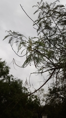 Leucaena pulverulenta
