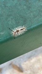 Dasychira meridionalis