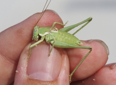 Eremopedes covilleae