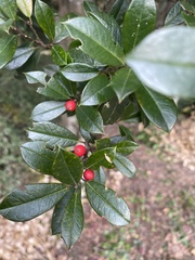 Ilex × attenuata