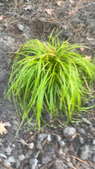 Carex oshimensis