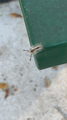 Dasychira meridionalis