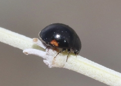 Hyperaspis pleuralis