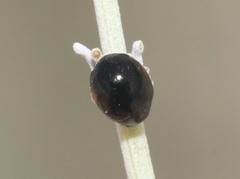 Hyperaspis pleuralis