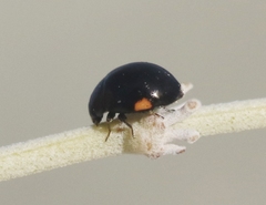 Hyperaspis pleuralis