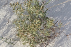 Frankenia jamesii
