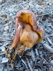Gymnopilus thiersii