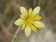 Mentzelia procera