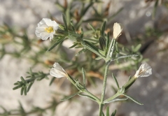 Frankenia jamesii