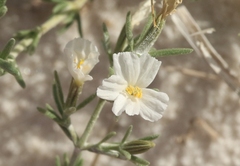 Frankenia jamesii