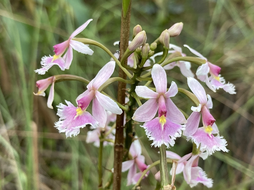 Epidendrum calanthum