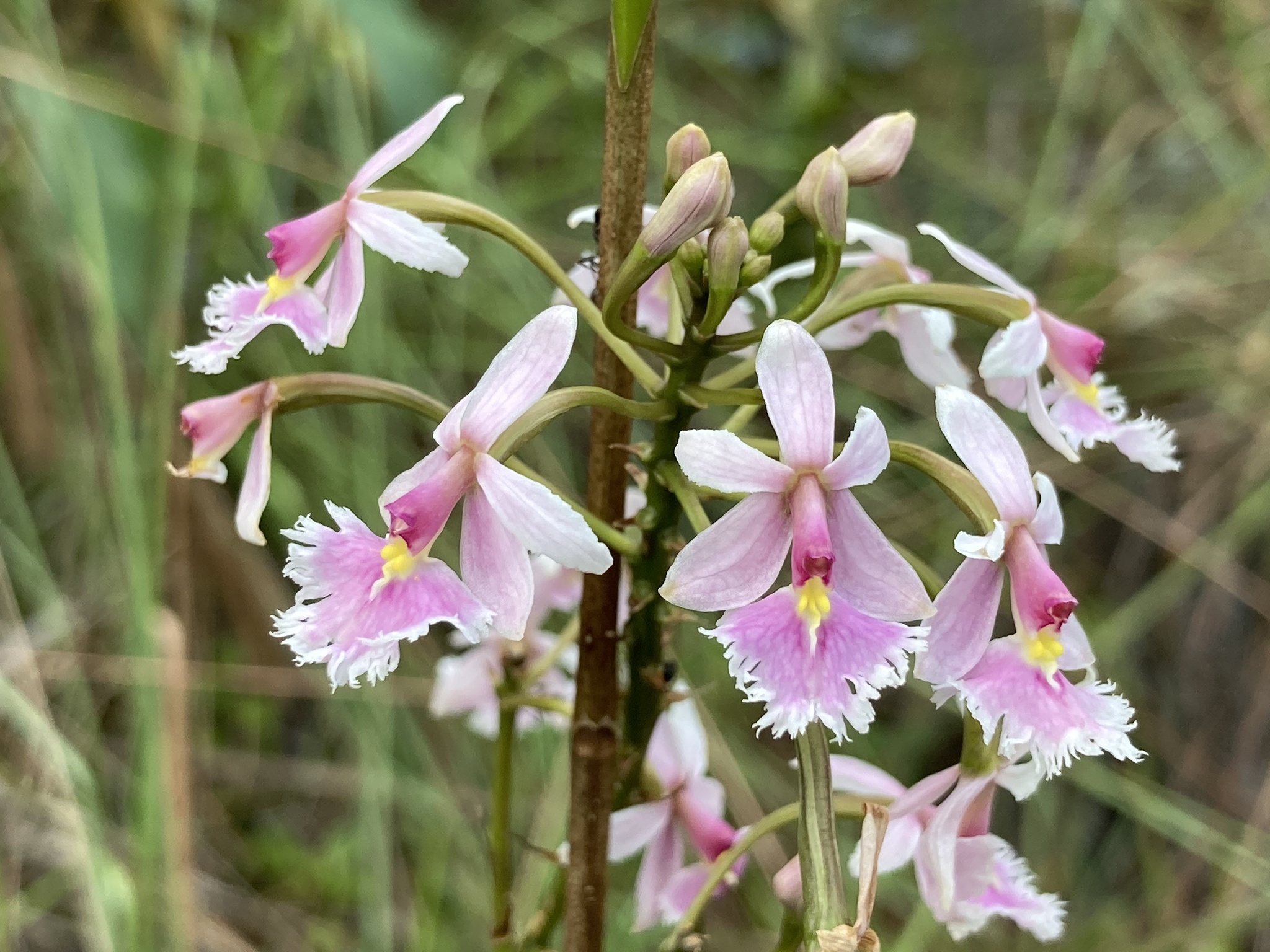 Epidendrum calanthum