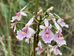 Epidendrum calanthum