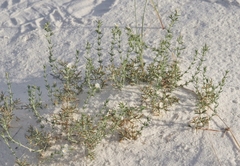 Frankenia jamesii