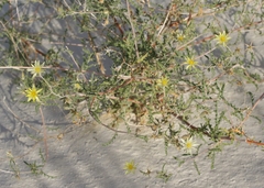 Mentzelia procera